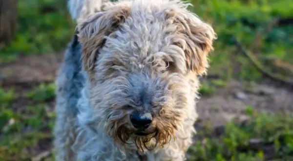 Wesoły fox terrier z kudłatą sierścią, z nosem lekko ubrudzonym ziemią, stoi na trawie.