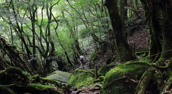 Sendero musgoso en el bosque de Yakushima, donde se dice que se encuentra el Jomon Sugi. Una persona camina por un sendero de piedra y madera.