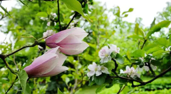Två magnoliaknoppar i rosa och vitt, redo att slå ut. En vacker syn i trädgården, som visar hur jord ger liv åt magnolia.