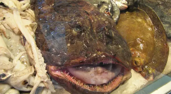 Une tête de lotte aux dents pointues, entourée de calamars et de poissons plats sur de la glace.