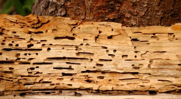 Holzwurm im Brennholz hinterlässt ein Muster aus Gängen und Löchern im Holz.