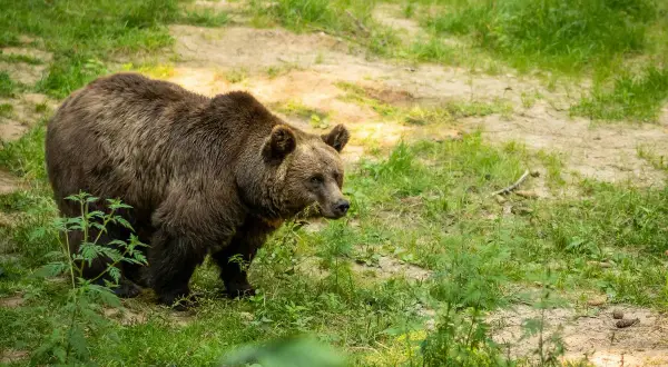Brązowy niedźwiedź w polskim lesie, szukający pożywienia wśród zieleni.
