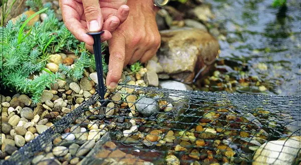 Main tenant fixe un filet sur des galets près de l'eau. Ce filet protège les poissons, ce que mange un héron, des prédateurs.