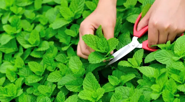 Hände ernten mit einer Schere frische Minze aus einem üppigen grünen Beet.