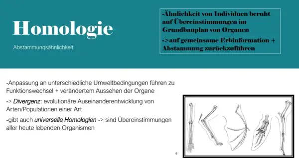 Vergleich von Gliedmaßen verschiedener Tiere, die auf gemeinsame analoge Organe und Abstammung hinweisen.