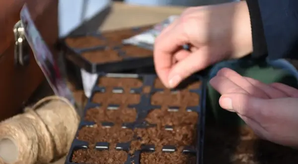 Bratki: Kiedy siać nasiona, by cieszyć się wiosennym kwitnieniem?