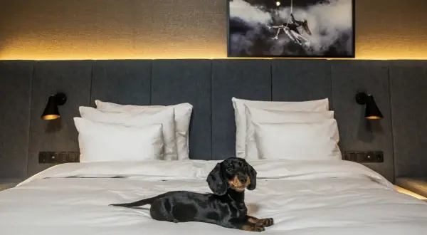 En tax njuter av att bo på hotell med hund. En mysig hotellsäng med en konstnärlig tavla ovanför.