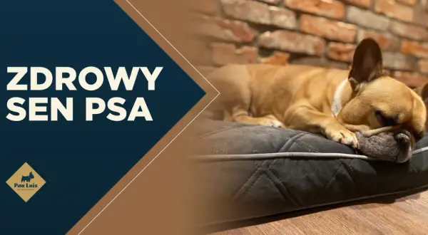 Francuski buldog śpi na wygodnej poduszce. Tekst na zdjęciu głosi "ZDROWY SEN PSA", podkreślając znaczenie regenerującego odpoczynku dla czworonogów.