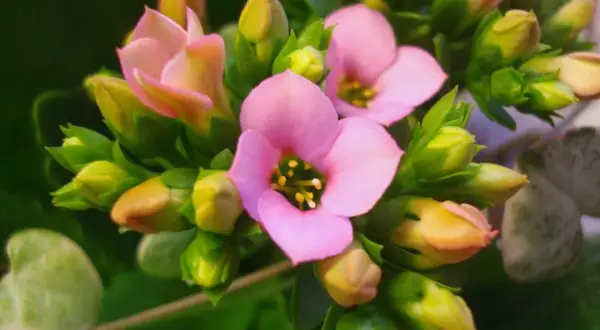 En vacker kalanchoe blomma med rosa kronblad och gula ståndare, omgiven av gröna blad och knoppar.