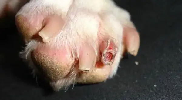 A mi perro se le caen las uñas enteras: causas y cómo prevenirlo