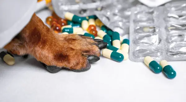 Łapa psa obok kapsułek. Weterynarz zastanawia się, ile nospy dla psa 10 kg będzie potrzebne.