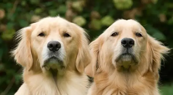Kiedy rośnie sierść golden retrievera? Kluczowe etapy rozwoju sierści