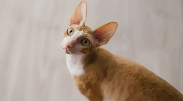 Rudy kot rasy Cornish Rex z dużymi uszami i zielonymi oczami, ciekawy świata. Sprawdź, jaka jest jego cornish rex cena.
