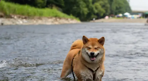Szczęśliwy pies rasy Shiba Inu pluska się w rzece, ciesząc się wakacjami na Mazurach z psem.