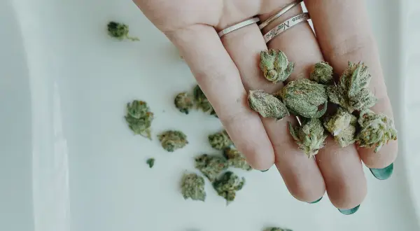 Marihuana w Polsce: Posiadanie, kary, umorzenie. Jak się bronić?