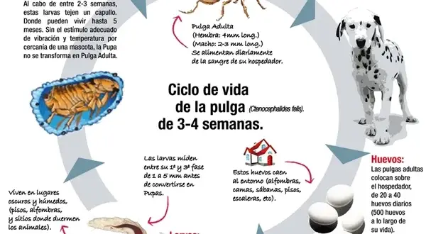 ¿Cuánto miden las pulgas? Tamaños que sorprenden y afectan a tus mascotas
