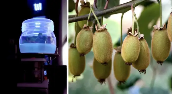 Kiwi maturi su ramo e un barattolo con liquido blu sotto luce UV, parte di un calendario trattamenti kiwi.