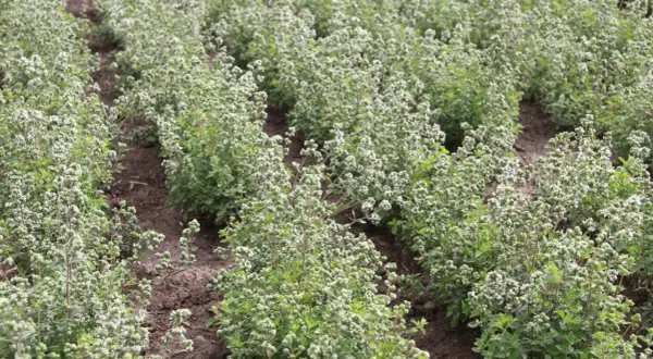 Reihen von blühendem Majoran auf einem Feld. Was ist Majoran? Ein beliebtes Küchenkraut, das hier in voller Pracht wächst.