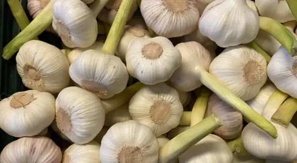 Frisch geernteter Knoblauch, bereit für die Küche. Die weißen Köpfe mit grünen Stielen versprechen würzige Aromen.