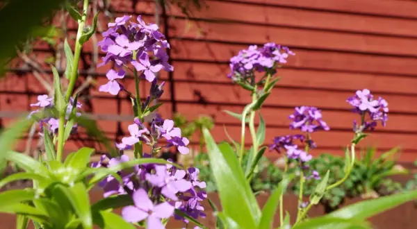 Lila blommor i en trädgård, som påminner om gammaldags perenner. En röd trävägg syns i bakgrunden.