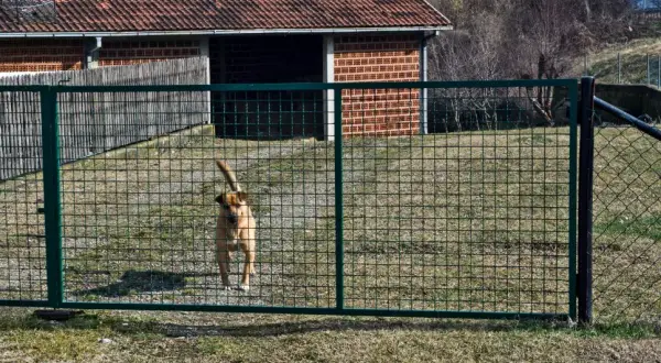 Jaki pies dla dzieci na podwórko – wybierz idealnego towarzysza