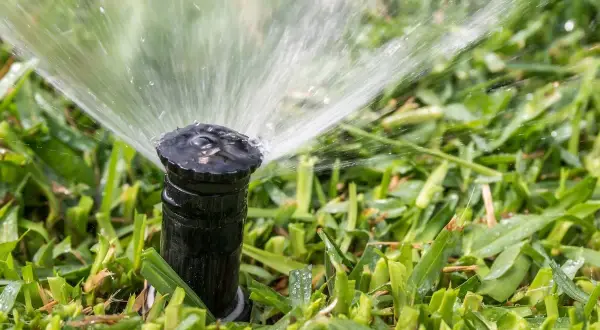 A sprinkler head sprays water onto lush green grass. This image illustrates how to replace sprinkler head for efficient lawn watering.
