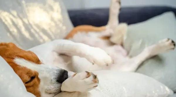 Un perro beagle duerme boca arriba en un sofá, con las patas en el aire. A veces mi perro tiene espasmos cuando duerme, pero parece muy cómodo.