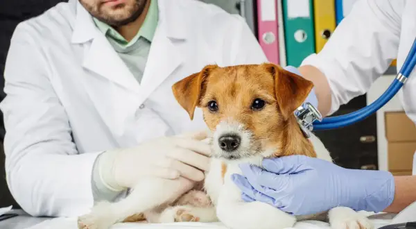 Mały piesek u weterynarza, który jest doktorem. Lekarz w białym kitlu osłuchuje go stetoskopem.