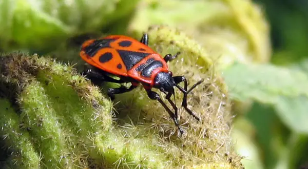 Un insecte gendarme, reconnaissable à sa carapace rouge et noire, se repose sur une plante verte et poilue.