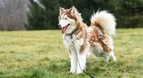 Czy husky szczeka? Odkryj zaskakujące fakty o ich dźwiękach