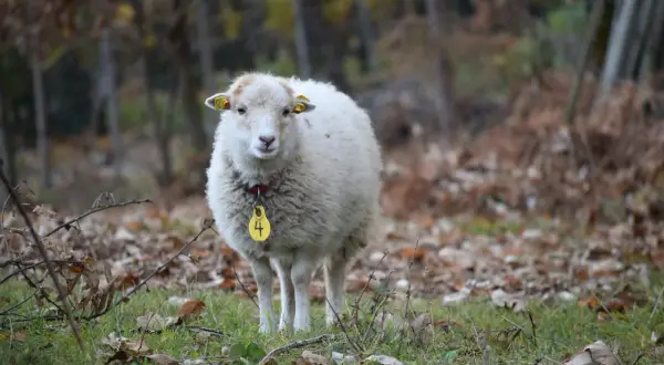 Pecora bianca con targhetta gialla numero 4, in un bosco autunnale. Il suo valore è inestimabile per il pascolo e la lana.