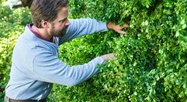 Hombre con barba trabajando en un jardín, podando setos muy altos con sus manos.