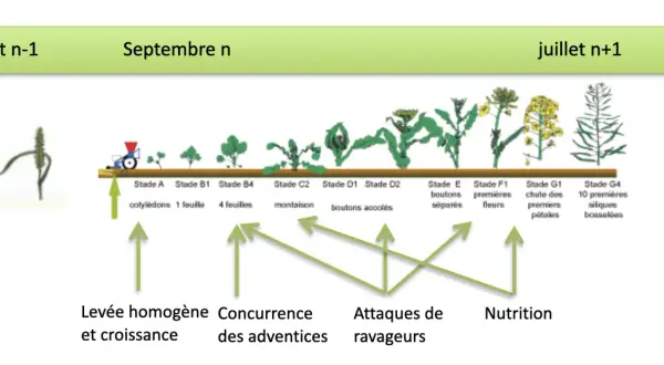 Chronologie du stade du colza, de la levée à la formation des siliques, avec les facteurs influençant sa croissance.