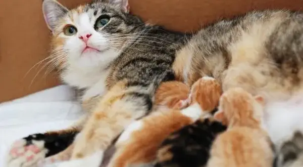 Cuánto dura el embarazo de un gato y qué hacer si se retrasa
