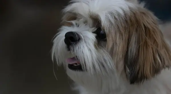 Uroczy piesek Shih Tzu z wywieszonym języczkiem. Zastanawiasz się, czy pies może jeść miód?