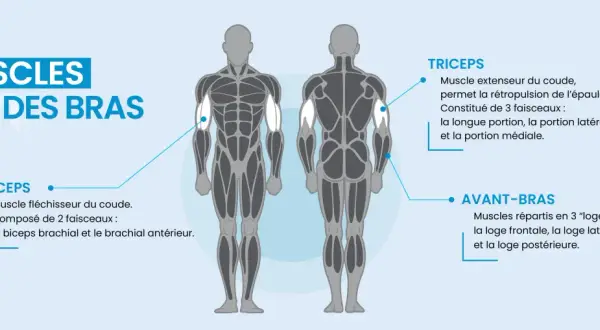 Anatomie des muscles des bras : biceps, triceps et avant-bras.