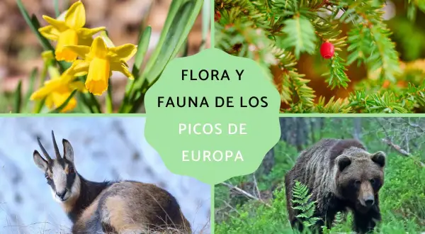 Narcisos amarillos, tejo con baya roja, rebeco y oso pardo, mostrando la flora y fauna de los Picos de Europa.