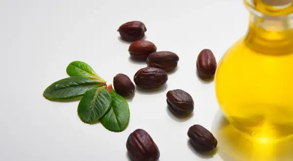 Semi di jojoba, foglie e una bottiglia di olio dorato. Informazioni su olio di jojoba controindicazioni.