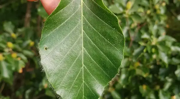 Ein grünes rotbuche blatt mit feinen Härchen am Rand wird von Fingern gehalten.