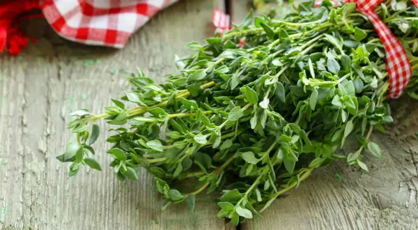 Ein Bündel frischer Thymian, gebunden mit rot-weiß kariertem Band, verströmt seinen aromatischen Geschmack.
