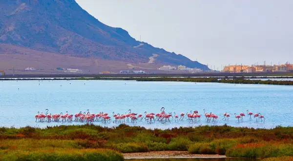 Flamencos rosados pastan en las salinas de Cabo de Gata, con una montaña y edificios al fondo.