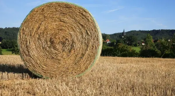 Duże, okrągłe bele słomy na polu po żniwach. Zastanawiasz się, ile kosztuje bela słomy?