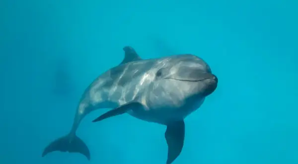 Uśmiechnięty delfin pływa w błękitnych wodach Bałtyku.