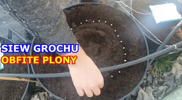 Kiedy siać groch, aby uniknąć strat i uzyskać najlepsze plony?