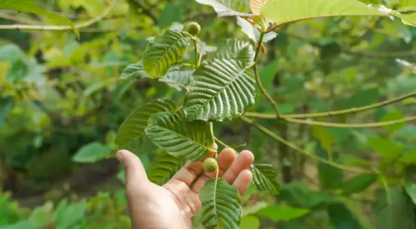 Dłoń trzymająca liść i owoc rośliny kratom na tle zieleni.