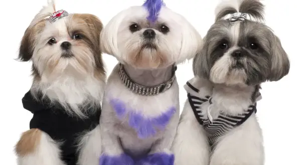 Trzy shih tzu suczki w stylowych ubrankach i fryzurach. Jedna ma fioletowy irokez i łapki, druga czarną bluzę, trzecia pasiasty sweterek.