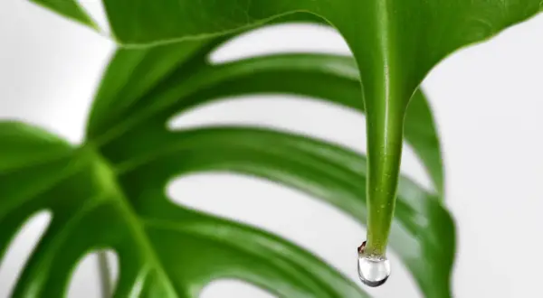 Kiedy monstera płacze, kropla wody spływa z jej liścia, odbijając światło.