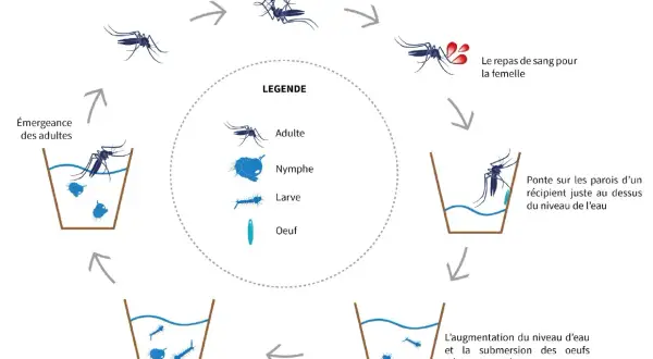 Cycle de vie du moustique : accouplement, repas de sang, ponte des œufs (nid de moustiques), éclosion, croissance des larves et nymphes, puis émergence des adultes.