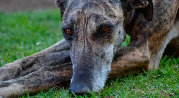 Un galgo inglés de pelaje atigrado descansa sobre la hierba, con sus ojos ambarinos mirando fijamente.