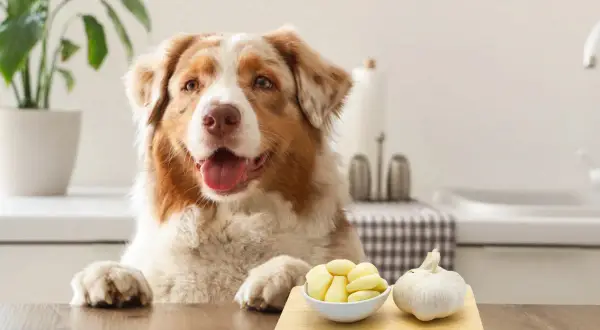 A dog looks curiously at a bowl of peeled garlic and a whole bulb, raising the question: is garlic bad for dogs?